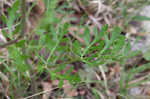 Nuttall's prairie parsley